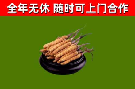 临邑县回收冬虫夏草