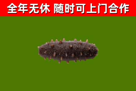 临邑县回收海参干